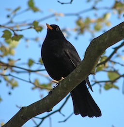 (Photo: jipe_dk@Flickr)